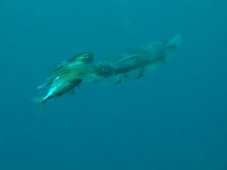 t_130331大瀬崎021.jpg