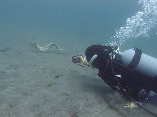 t_130427大瀬崎017.jpg