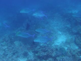 t_130501-05セブ(リロアン)110.jpg