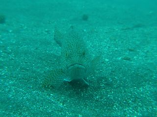 t_130529大瀬崎008.jpg