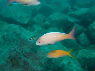 t_130529大瀬崎016.jpg