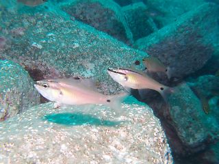 t_130529大瀬崎017.jpg