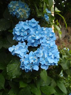 t_130529大瀬崎020.jpg