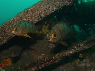 t_130602大瀬崎023.jpg