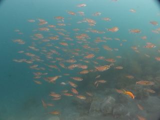 t_130602大瀬崎055.jpg
