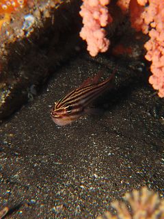 t_130608大瀬崎017.jpg