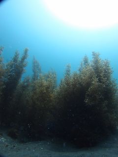 t_130608大瀬崎020.jpg