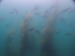 t_130609大瀬崎016.jpg
