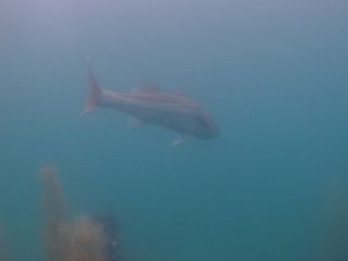 t_130609大瀬崎019.jpg