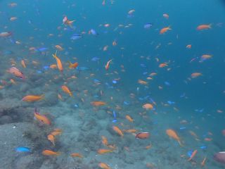 t_130609大瀬崎028.jpg