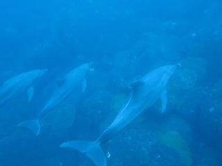 t_131005-08御蔵島036.jpg