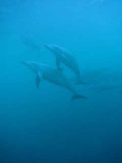 t_131005-08御蔵島070.jpg
