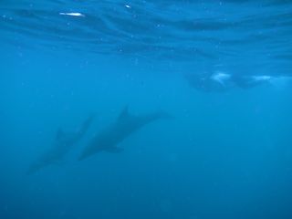 t_131005-08御蔵島138.jpg