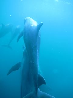 t_131005-08御蔵島179.jpg