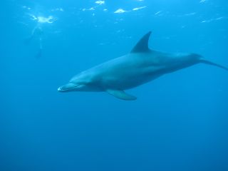 t_131005-08御蔵島217.jpg