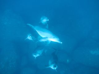 t_131005-08御蔵島248.jpg