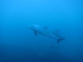 t_131005-08御蔵島283.jpg