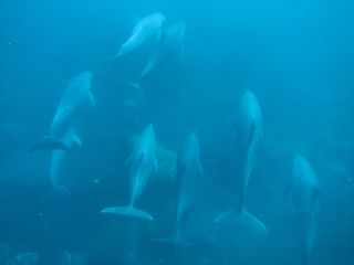 t_131005-08御蔵島291.jpg