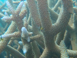 t_140807-11西表島023.jpg
