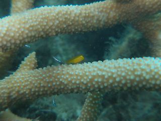 t_140807-11西表島024.jpg