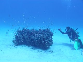 t_140807-11西表島066.jpg