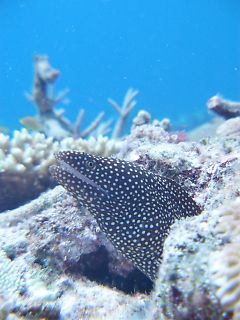 t_140807-11西表島073.jpg