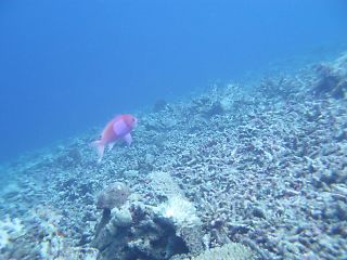 t_140807-11西表島088.jpg