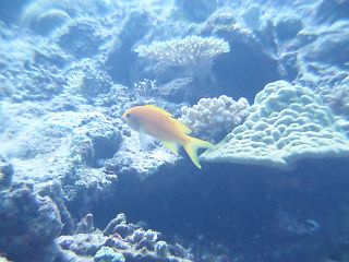 t_140807-11西表島090.jpg