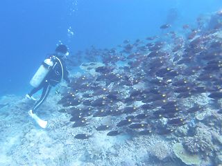 t_140807-11西表島098.jpg
