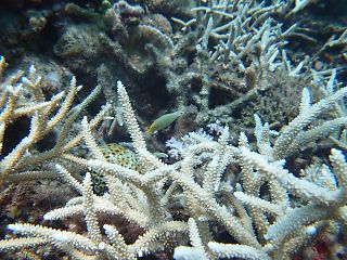 t_140807-11西表島109.jpg
