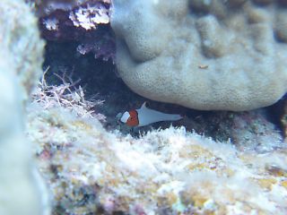 t_140807-11西表島118.jpg