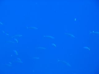 t_140807-11西表島140.jpg