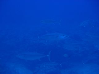 t_140807-11西表島161.jpg