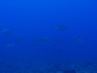 t_140807-11西表島163.jpg