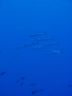 t_140807-11西表島169.jpg