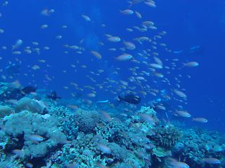 t_140807-11西表島205.jpg