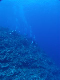 t_140807-11西表島212.jpg