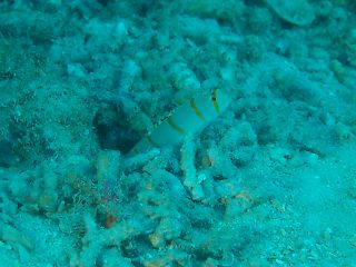 t_140807-11西表島217.jpg
