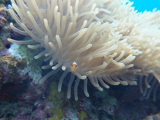 t_140807-11西表島224.jpg