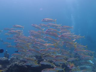 t_140807-11西表島231.jpg