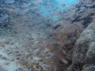 t_140807-11西表島249.jpg