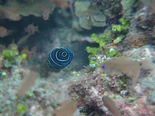 t_140807-11西表島252.jpg