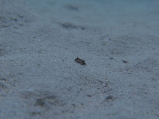 t_140807-11西表島255.jpg