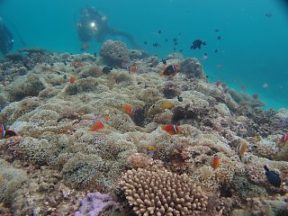 t_140807-11西表島259.jpg