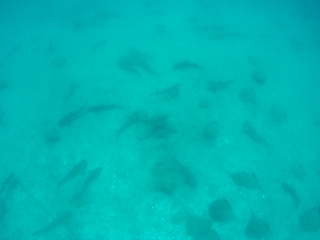 t_P1010220.jpg