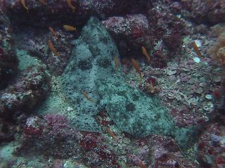 t_P4291909.jpg