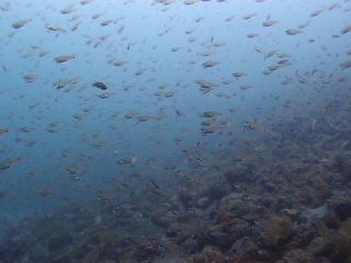 t_P5122498.jpg