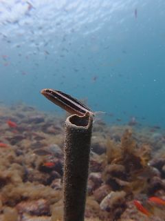 t_P5122504.jpg