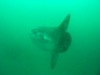 t_P5180168.jpg