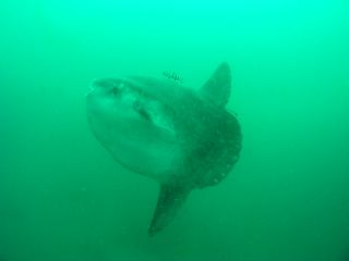 t_P5180169.jpg